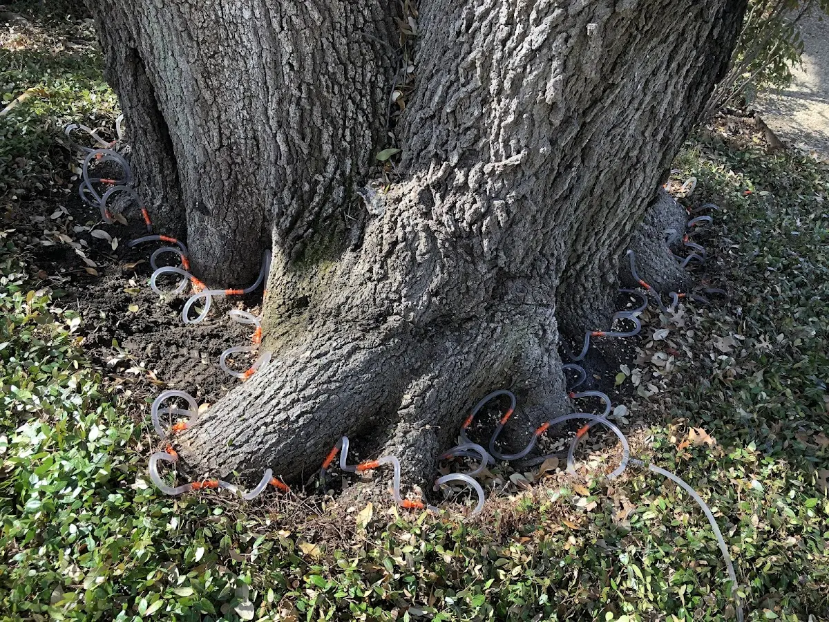 Detailed Tree Cabling and Bracing job site in Cranesville